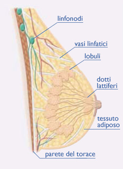 struttura del seno